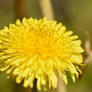 Tendrils