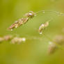 Droplets II