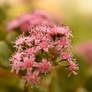 Pink autumn
