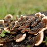 Crested fungi