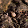 Snail