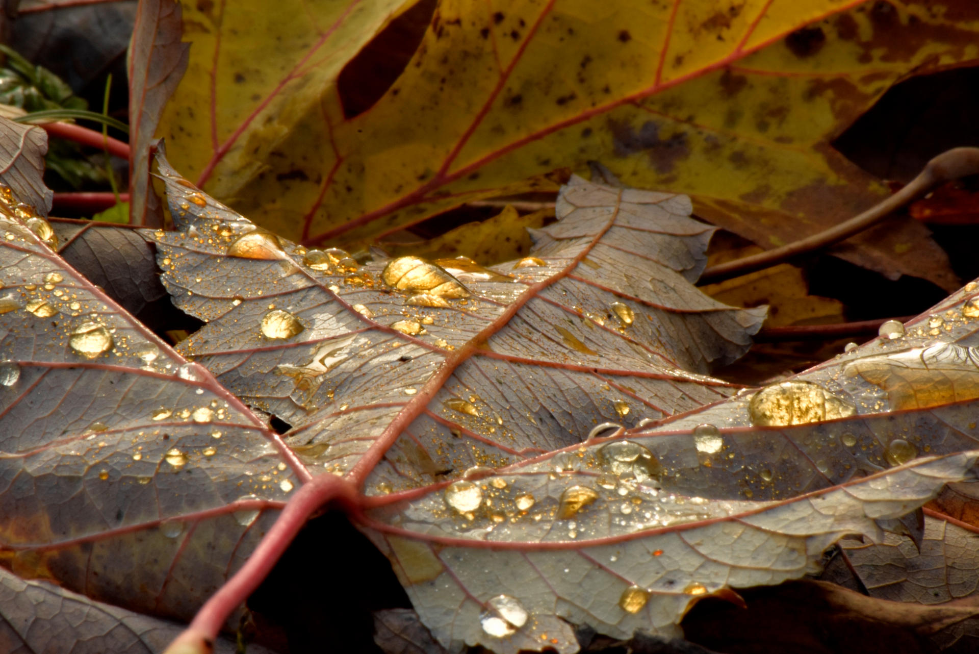 Liquid gold