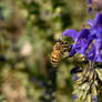 Out of focus I