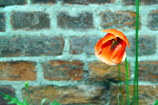 Hiding in Flowers