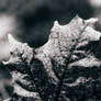 Sad Maple Leaf