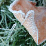 flecks of frost