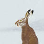 Hare in Snow