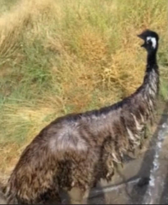 Emu Getting Scared Emu shocked by nolieb26 on DeviantArt