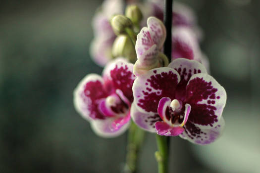 Phalaenopsis