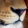 lion nose