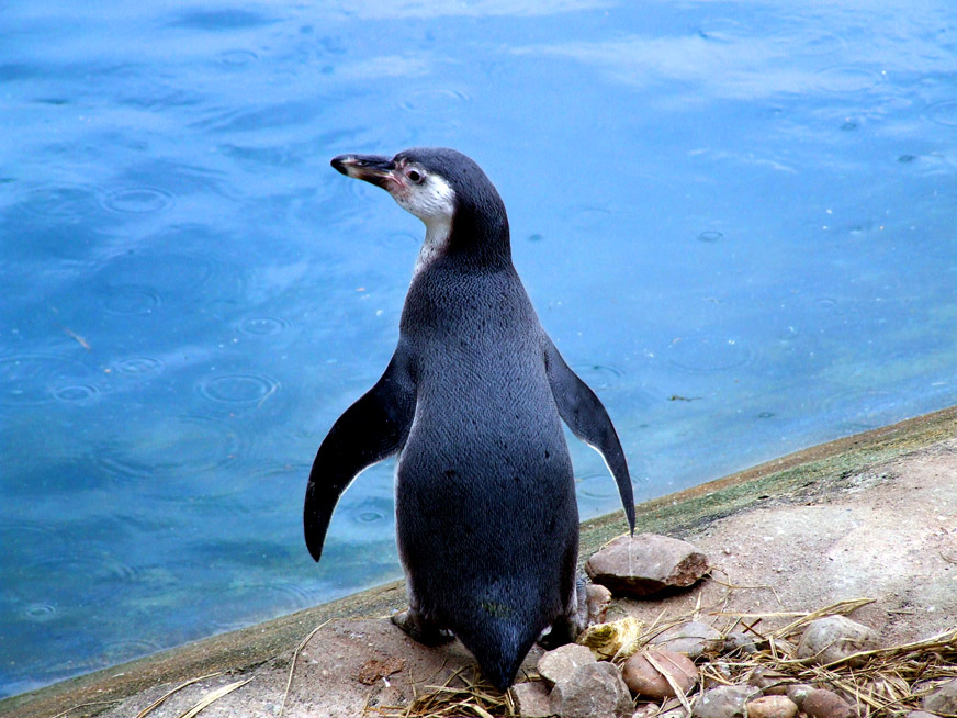 penguin in blue