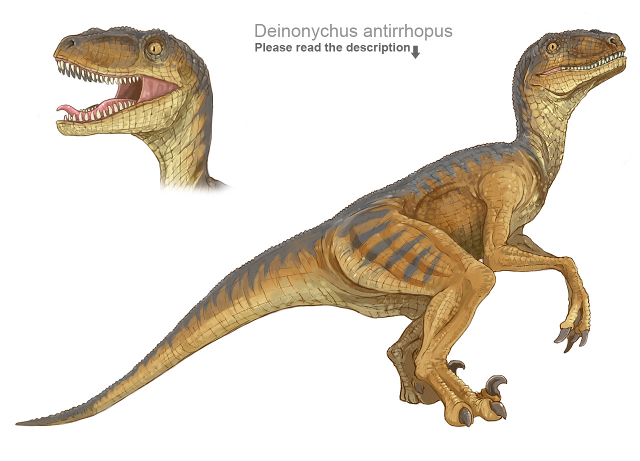 Deinonychus antirrhopus by crazyhorse42