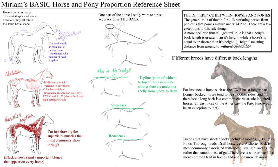 Horse Anatomy Drawing Reference