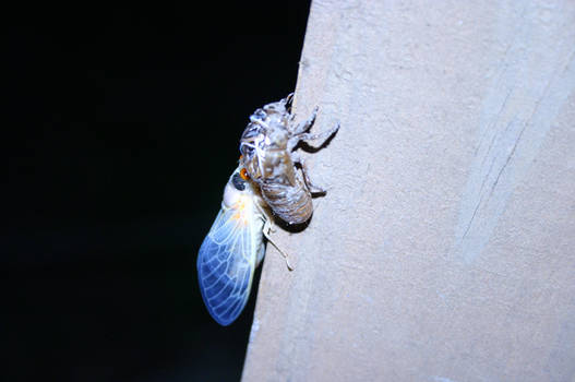 Shy little Cicada