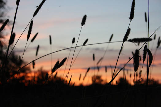 Hays at sunset