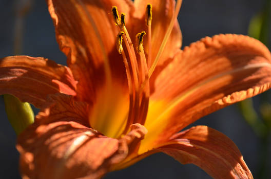 Tiger Lily