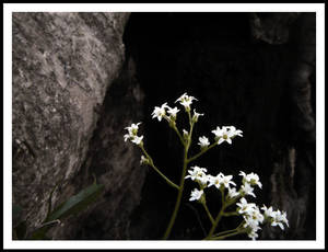 White wild flowers pt 2