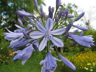 Lilac Flowers