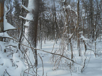 Woods of Snow