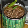 Bamboo in a Can Day 35