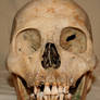 Skull Stock Photo 01