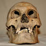 Skull Stock Photo 03