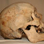 Skull Stock Photo 04