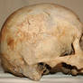 Skull Stock Photo 06