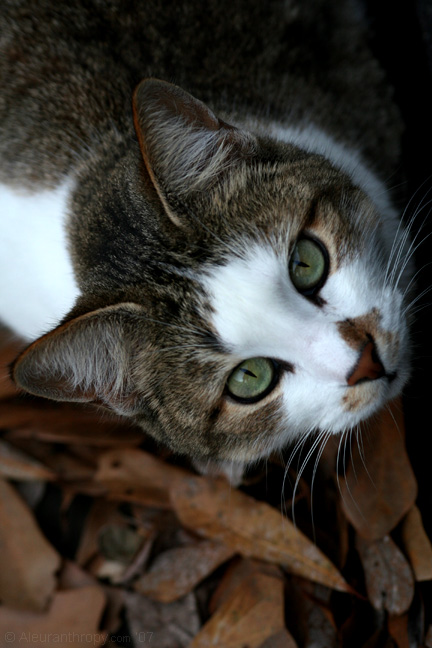 Mystery in the Leaves