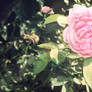 Flower - Pink Rose