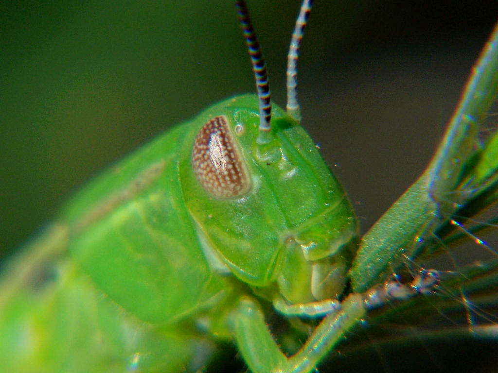 Emerald Nymph