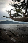 .anacortes tree. by elementalunacy