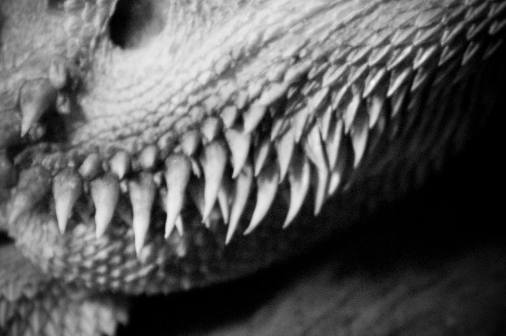 .reptile zoo 1. by elementalunacy on DeviantArt
