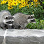 Racoons: do not feed them