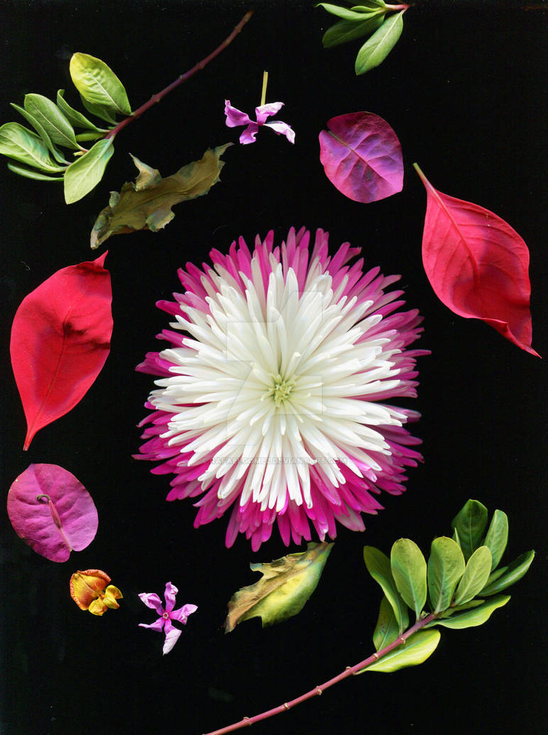 Scanography of Flower by RafaelGomez on DeviantArt