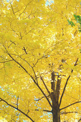 yellow autumn