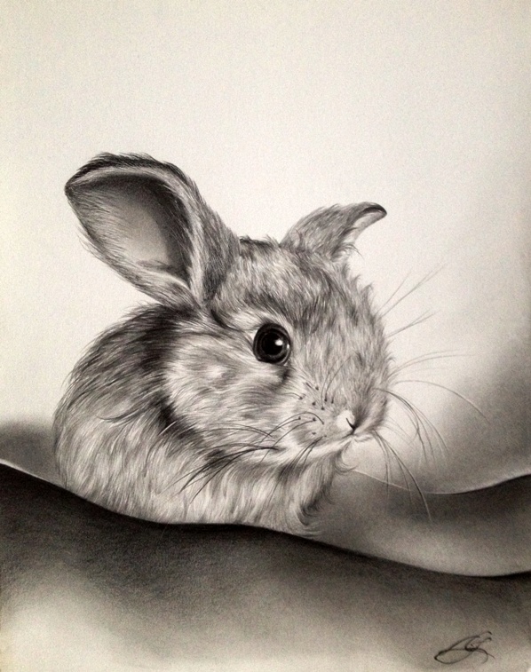 Graphite Bunny