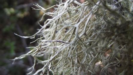 WHITE MOSS