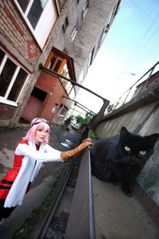 Haruko x  black cat