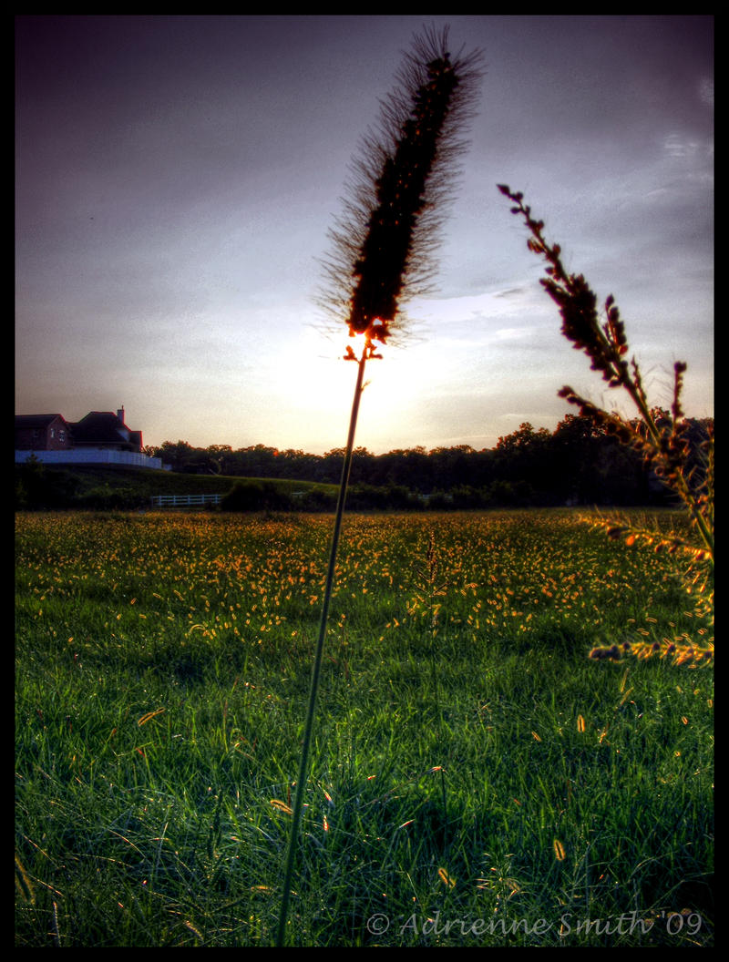 Sunny Fields