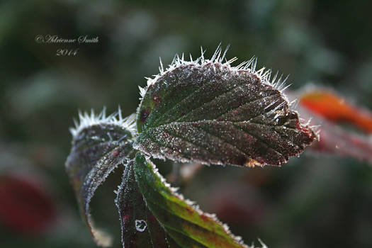 Frosted Edges
