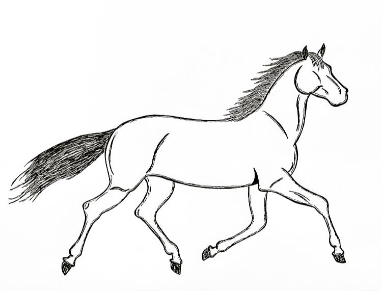 Trotting Horse Drawing By Jonstallion On Deviantart