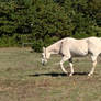 White Horse In The Pasture 5