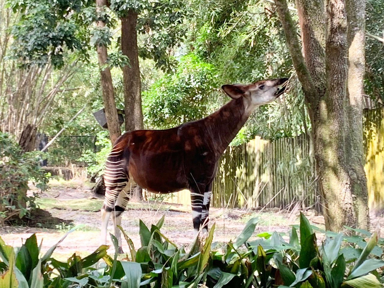 Okapi 2 by jonstallion on DeviantArt