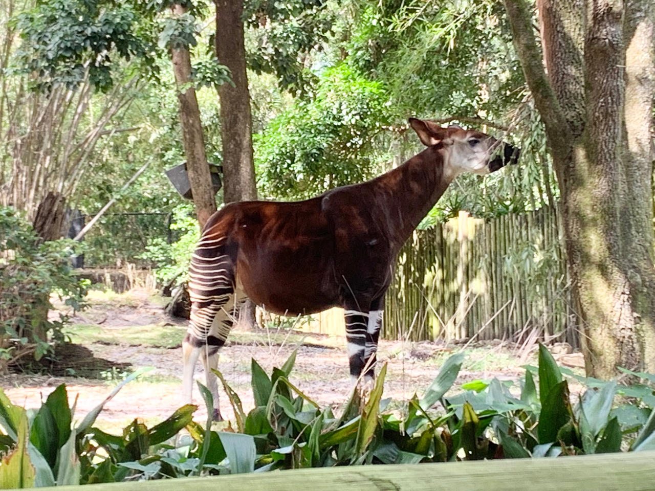 Okapi 4 Okapi 4 by jonstallion on DeviantArt