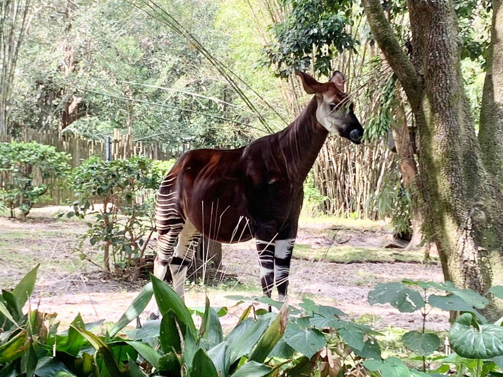 Okapi 6 by jonstallion on DeviantArt