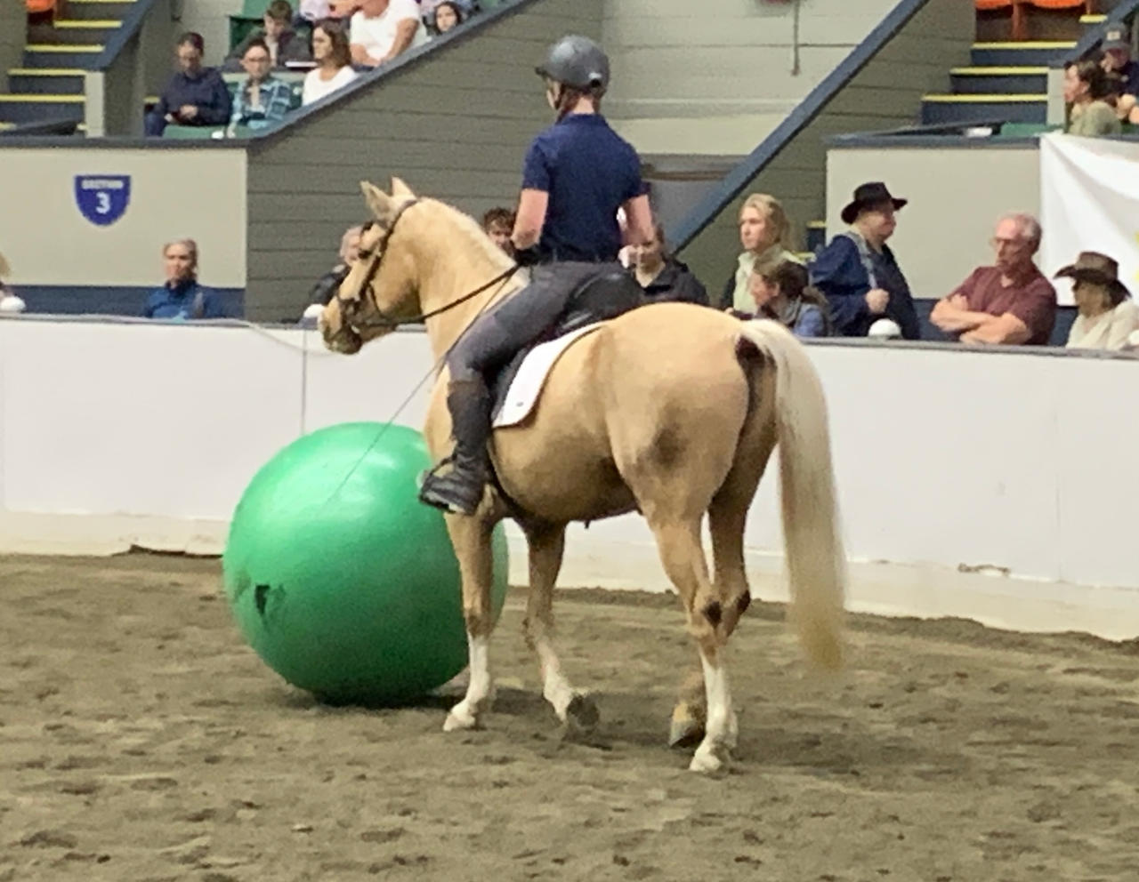 Rider And Palomino Playing With A Ball 3 by jonstallion on DeviantArt