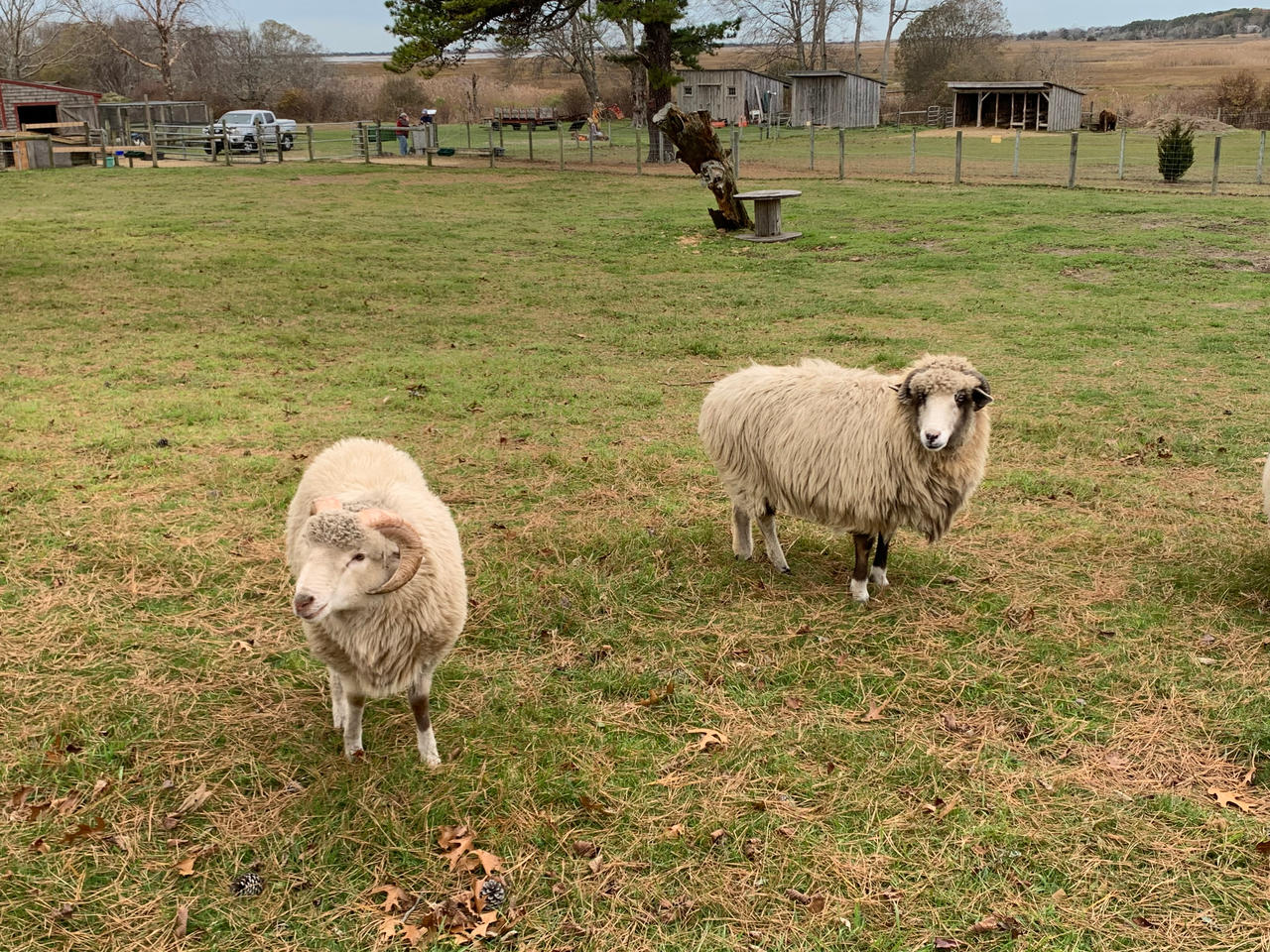 Two Rams 4 by jonstallion on DeviantArt