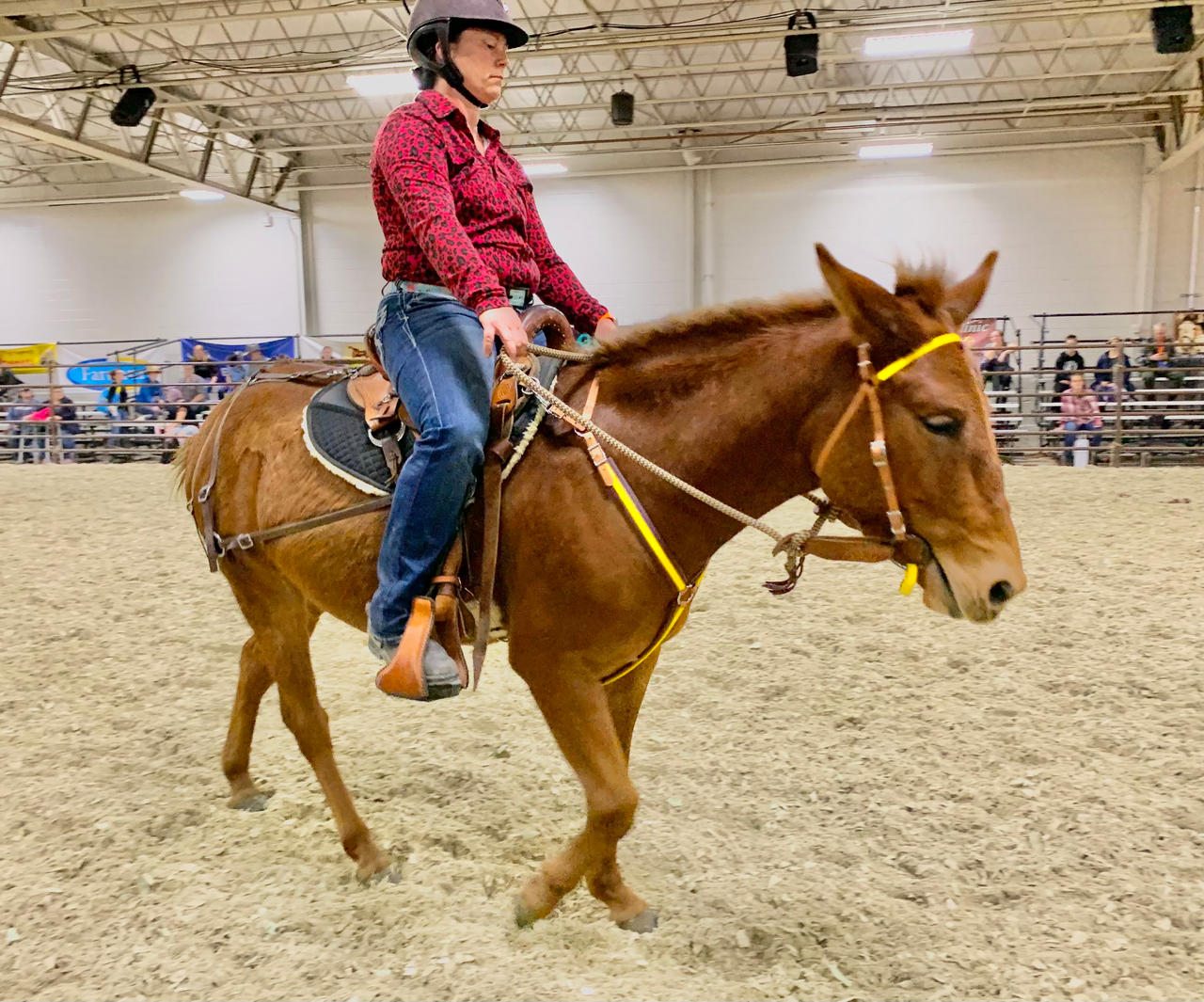 Equestrian Riding A Chestnut Mule 1 by jonstallion on DeviantArt