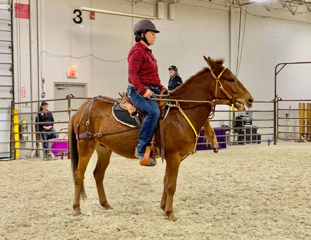 Equestrian Riding A Chestnut Mule 6 by jonstallion on DeviantArt